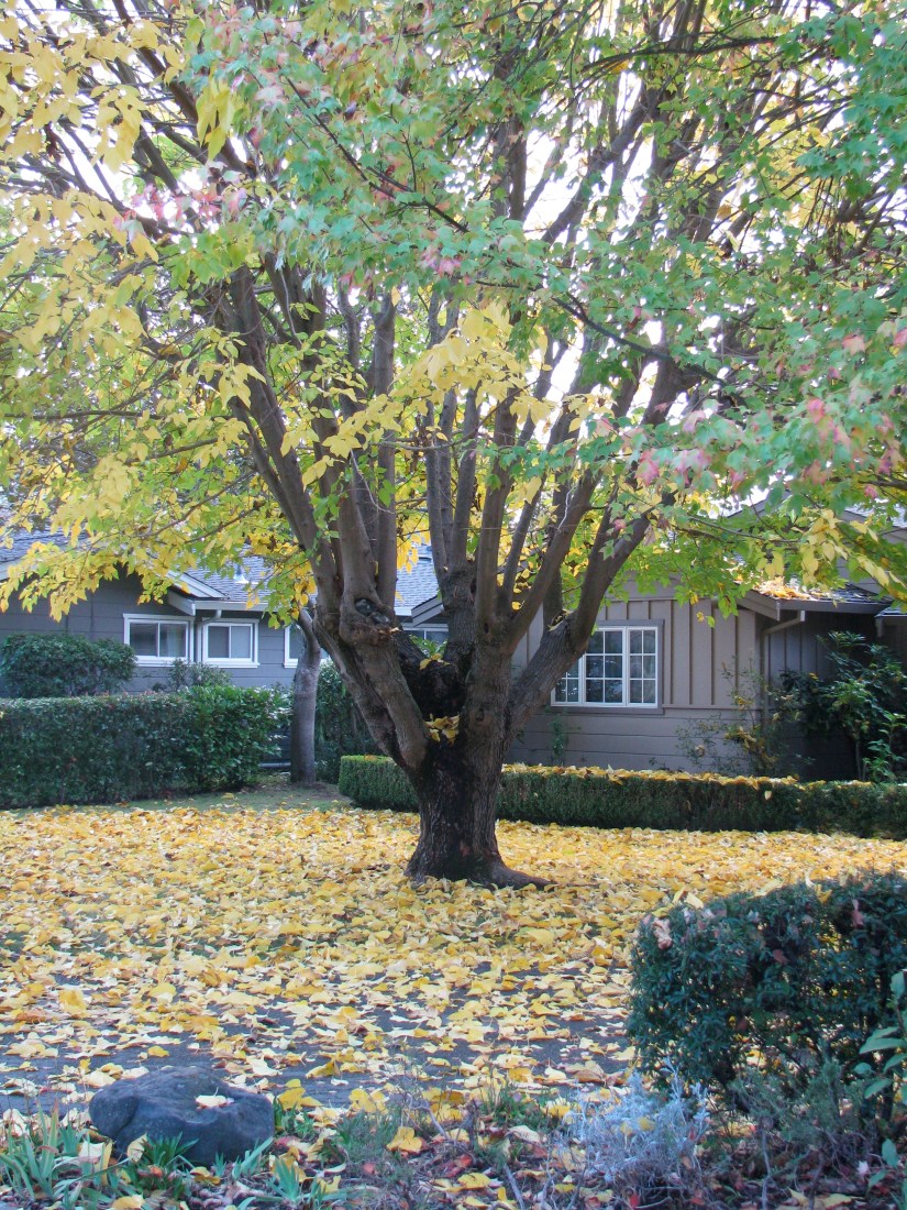 The yellowest tree of them all